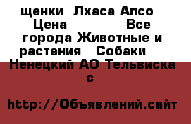 щенки  Лхаса Апсо › Цена ­ 20 000 - Все города Животные и растения » Собаки   . Ненецкий АО,Тельвиска с.